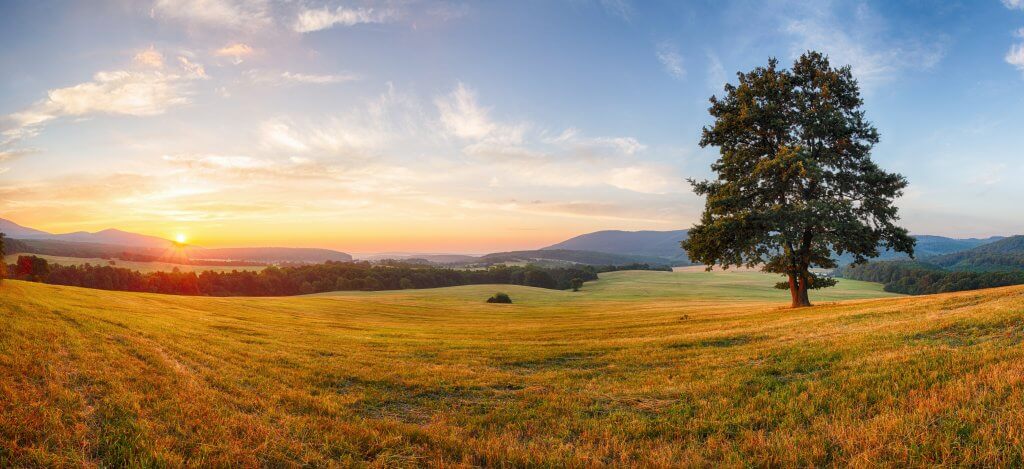 Tree in a field